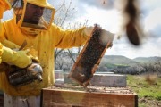 L'ape nera a rischio di estinzione: un progetto per salvarla