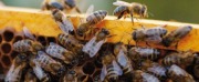 Progetto di reintroduzione apis mellifera siciliana, il bilancio del primo anno