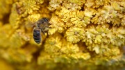 L'ape nera sicula colonizza anche i giardini britannici di Roberta Barcella