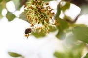 Termini Imerese. Il miele di Carlo Amodeo è esportato in tutto il mondo, anche grazie a Eataly. L’apicoltore termitano ha dedicato la vita all'ape nera sicula