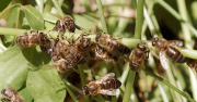 Miel de Sicile, le nectar des abeilles noires
