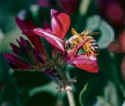 Rückkehr der Bienen