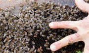 'Sogno le api': l'incontro di un ragazzo con uno sciame in Sicilia ha portato alla devozione di una vita